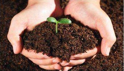 土传病用什么肥料能治理 土壤调理用什么有机肥有效 水溶肥能改良土壤吗